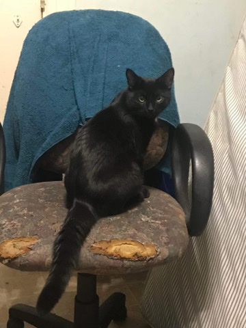 American Shorthair – Cat midnight