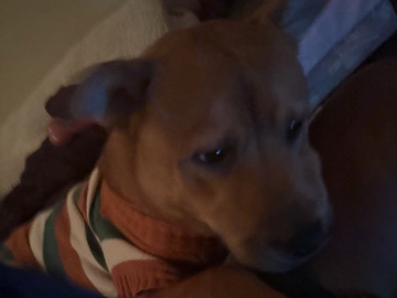 German Shepard/Chow Chow For Sale To New Home