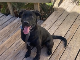 Labrador Retriever - rehome  available for adoption in Hemet