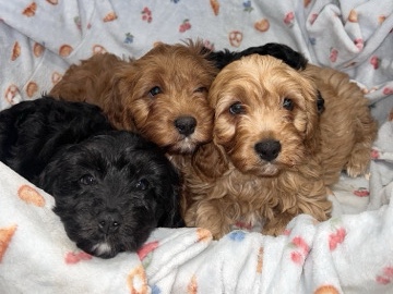 Cavapoo – Cavapoo puppies 🥰 – Lingfield