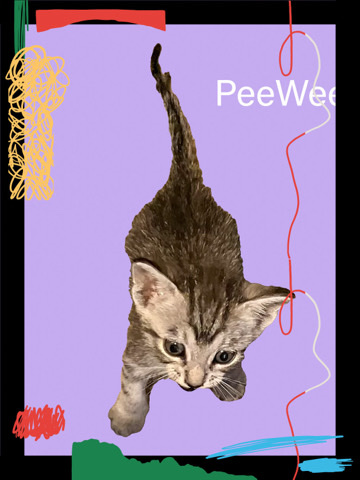 Bengal – Loving and playful kitten needs forever home