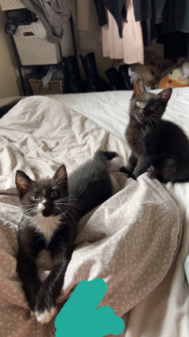 Ragdoll – kittens