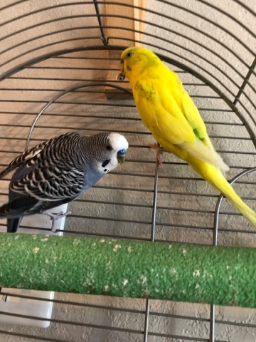 Budgerigar β two male budgies