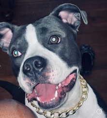 Short Term Foster pet
