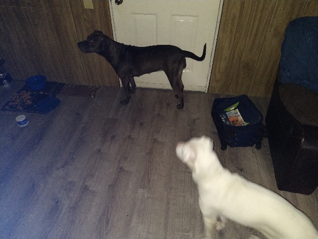 American Pit Bull Terrier – Pit bull