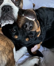 Rottweiler – Daisy waisy