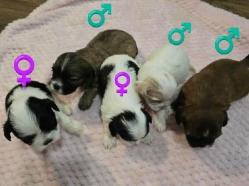 Shih Tzu – Cute lil Shih Tzu – Charleston