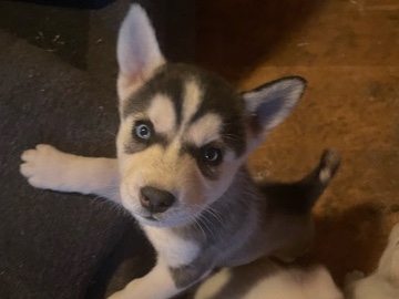 Siberian Husky – Husky 4 in AZ – Albuquerque