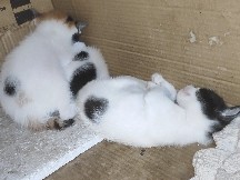 meww