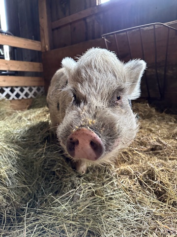 Any – About 2 year old male pig