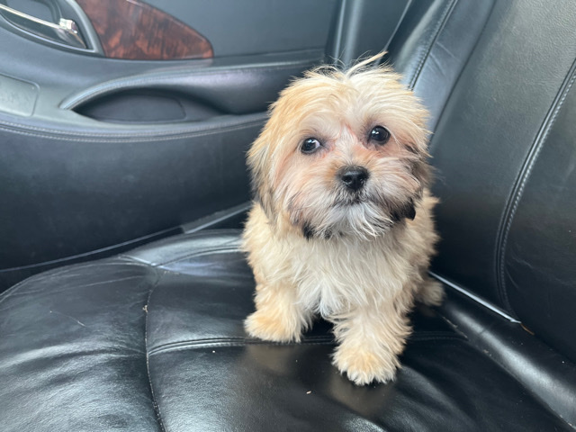 Shih Tzu – Shihpoo Puppy