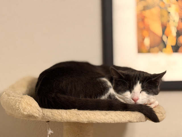 playful cat – Newport News