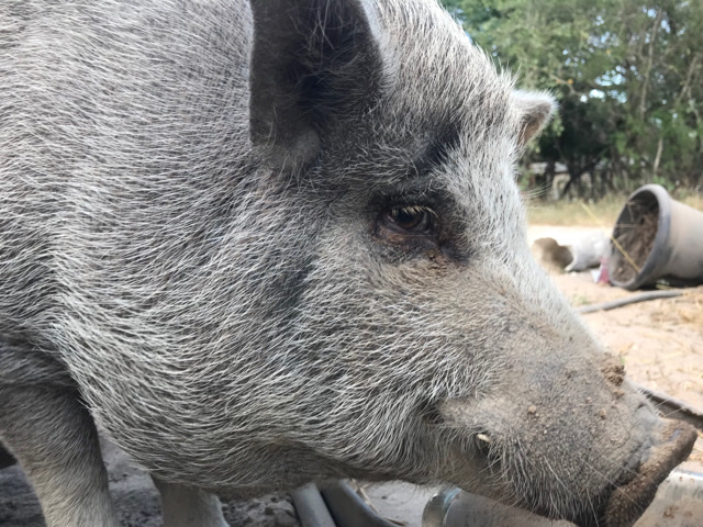 Free Pig