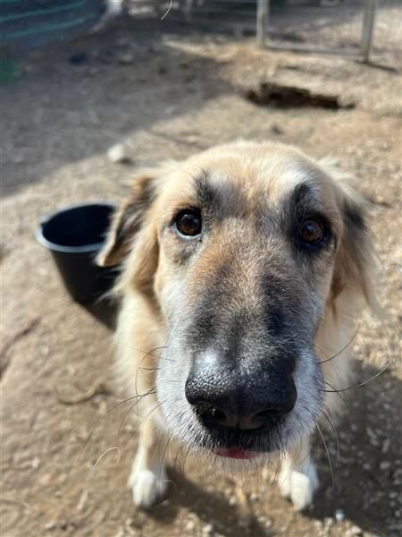 Prince looking for a home