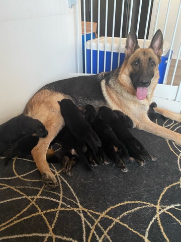 German Shepherd – Purebread German Shepherd puppies