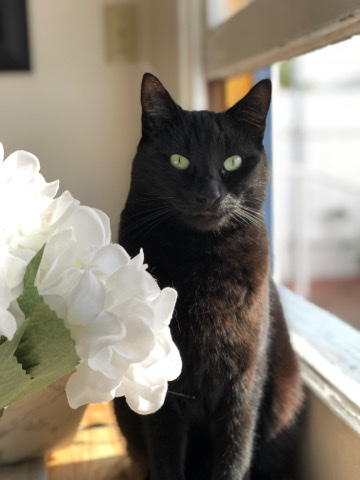 Manx – Beautiful Manx Female