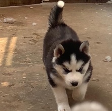 Siberian Husky – Husky puppy