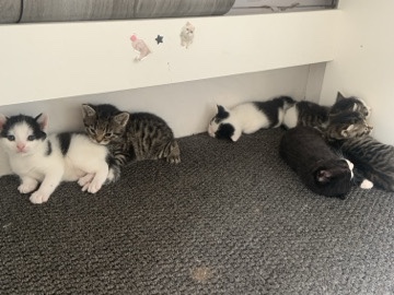 Russian White, Black and Tabby – kittens – London
