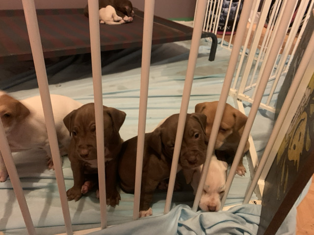 Staffordshire Bull Terrier - 7 (staffi) Staffordshire bull terrier puppies  available for adoption in Sydney