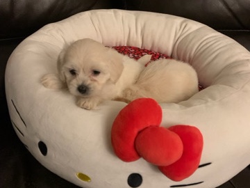 Shih Poo – shih-tzu mix – Arlington