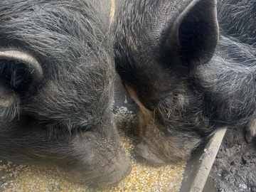 Pig – miniature pigs – Springville