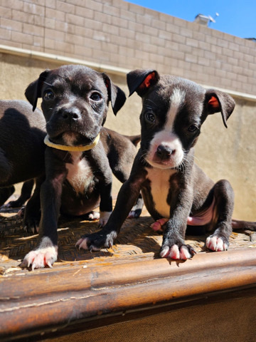 American Staffordshire Terrier – pure breed American staffordshire terrier puppies