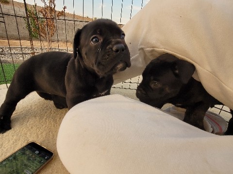 reservation puppies Cane corso 