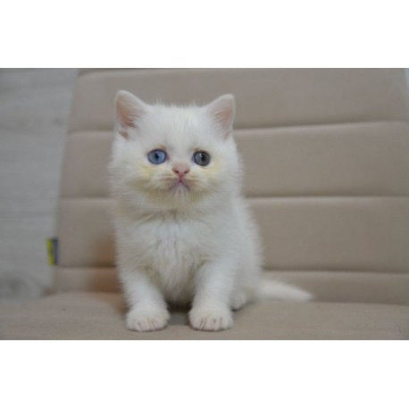 Scottish Fold – scottish Ny Chichita for sale