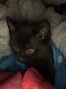 Bombay – kitten