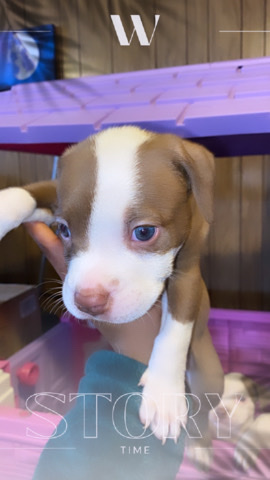 American Pit Bull Terrier – XL red nose pitbull puppies for sale!