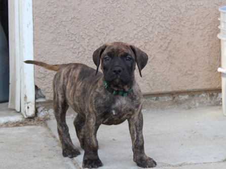 Perro de Presa Canario – Presa Canario puppy – Lemoore