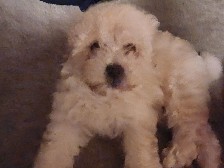 Maltipoo – maltipoo – Sacramento