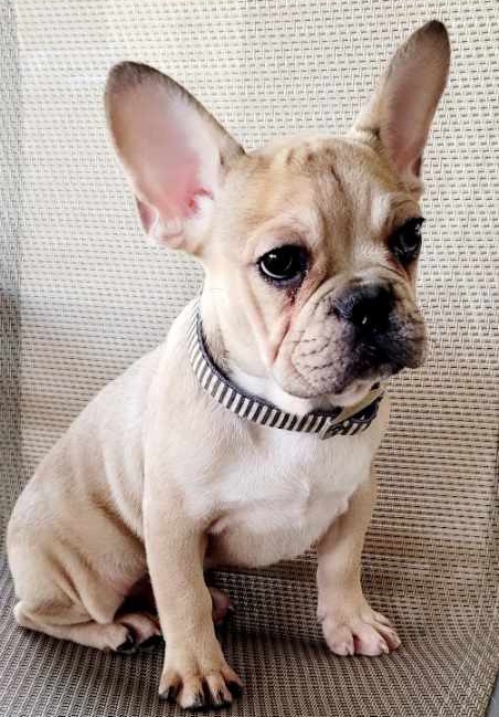 French Bulldog – French bulldog