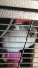 chinchilla and cage