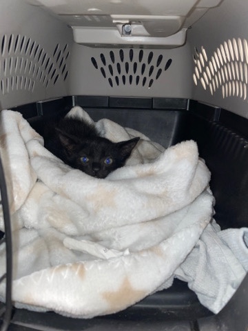 American Shorthair – kitty in need of home