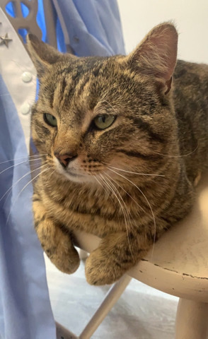 Brazilian Shorthair – Bozzi 2 year old tabby male ginger tiger