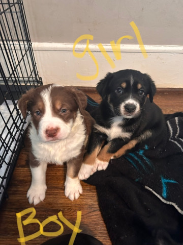 puppies for sale
