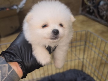 Pomeranian – Pomeranian – Dubai