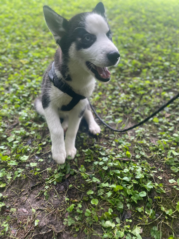 Siberian Husky – blue eyes siberian husky
