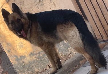 German Shepherd – German shepherd