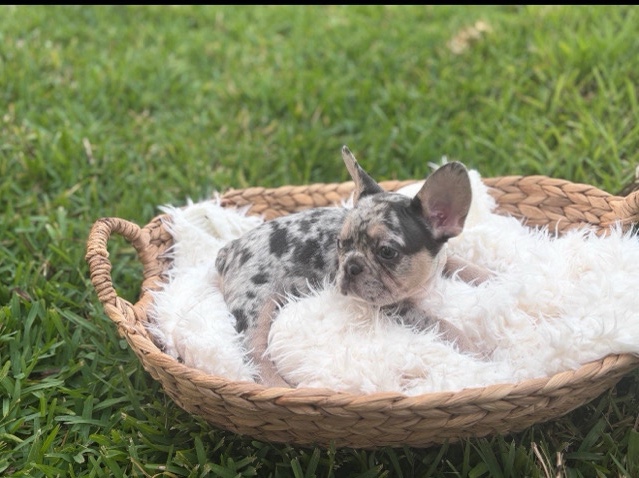 French Bulldog – Adorable 6-Month-Old French Bulldog for Sale in Atlanta – Atlanta