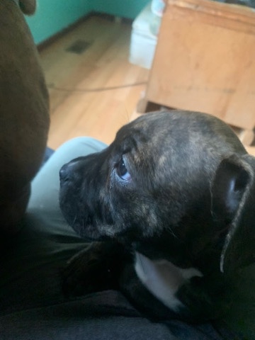 Pitboxer mix brindle girl
