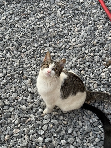 American Shorthair – Male Cat