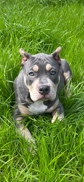 Bull and Terrier – lilac bully XL with papers
