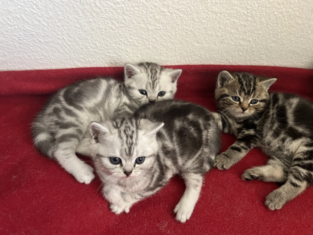 British Shorthair – Reinrassige BKH silber tabby – Zurich