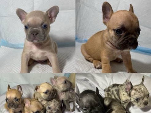 French Bulldog – French BullDogs Frenchie Frenchies – Palmdale