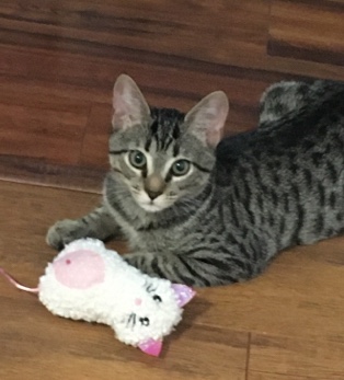 American Shorthair – Spayed Kitten (with Shots and Supplies)