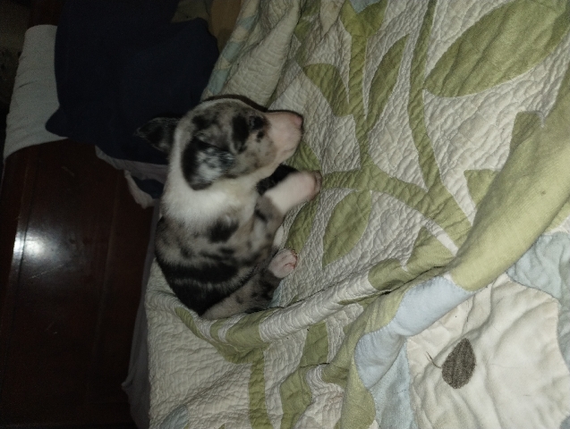 Chihuahua – male dapple Chihuahua border Collie mix