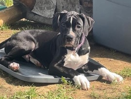Boxer – Lil big foot, Boxer/pitbull puppy – Columbus