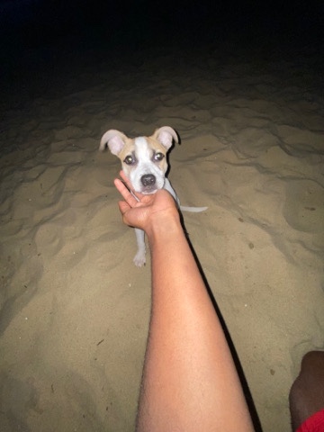 American Pit Bull Terrier – Hi I’m MIMI!!